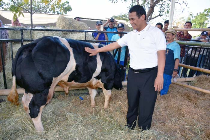 2,23 Juta Pedet, Kontes Ternak Sidoarjo `Panggung Sukses` Upsus Siwab 